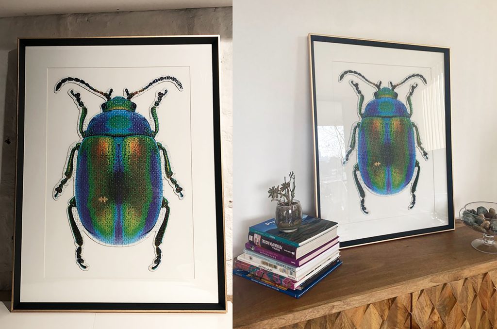 CA_Beetle